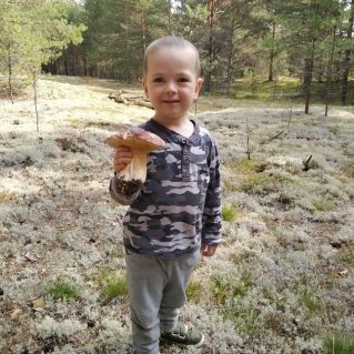 "Вот такой он-гриб боровик"