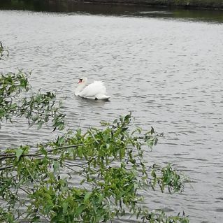 А белый лебедь на пруду...