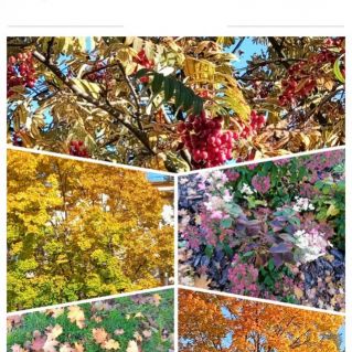 "Золотая осень"