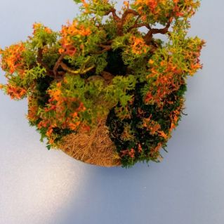 Осенний лес