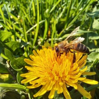 Фотография "Красавица пчела"