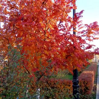 Осенние мотивы