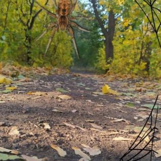 Паутинка бабьего лета