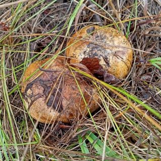 Вот какие грибочки!