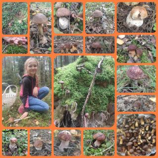 "Тайны леса"