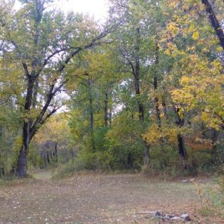 Осенний лес