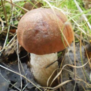 Дед Боровик