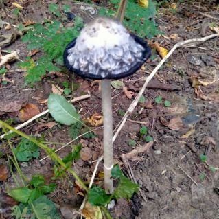 Ужасная красота!