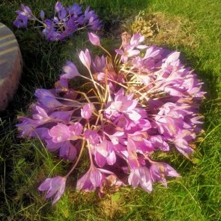 Безвременник