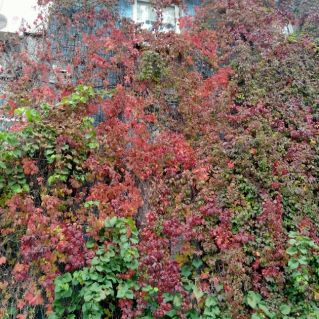 Осенняя гармония