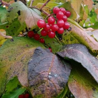 Калина красная