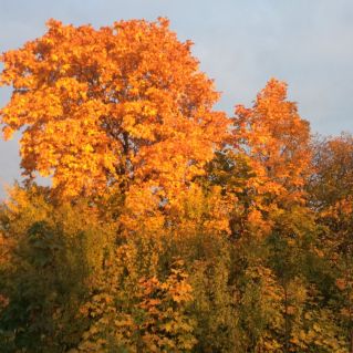 Волшебница осень