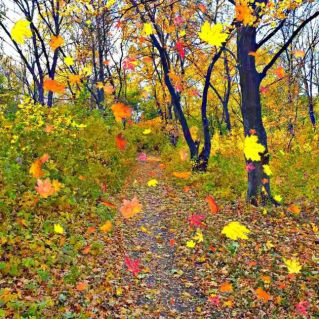 Падающий листопад