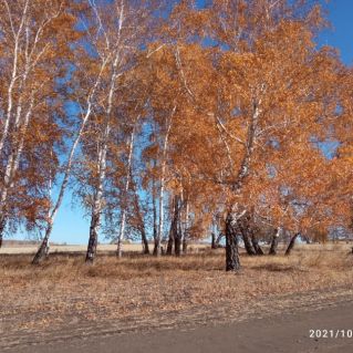 "Листопад  в берёзовой роще"