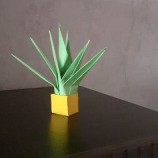 Мой любимый кактус