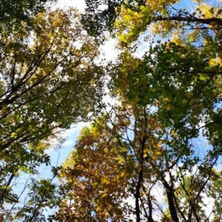 "Осенний лес"