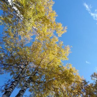 Берёзовая роща золотом усыпана...