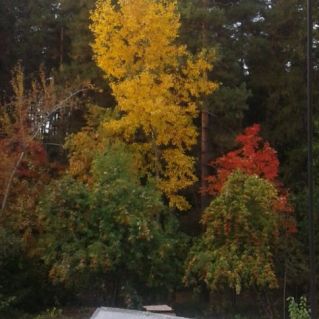 Краски осени