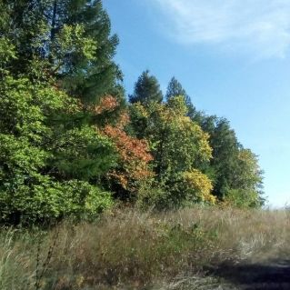 Осенняя роща