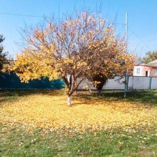 Осеннее золото