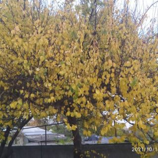 Осенние краски