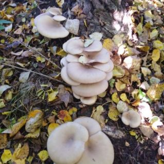 ""Вот это чудо!"