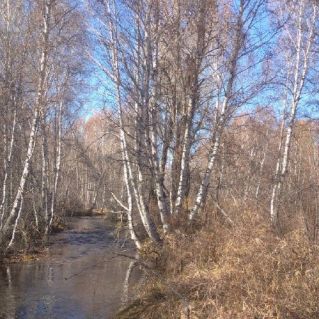 Поздняя осень в лесу