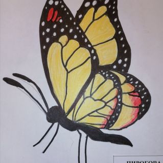 "Бабочка - красавица"