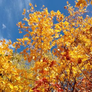 "Волшебная осень"