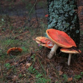 Грибное царство