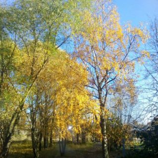 Золотые краски осени