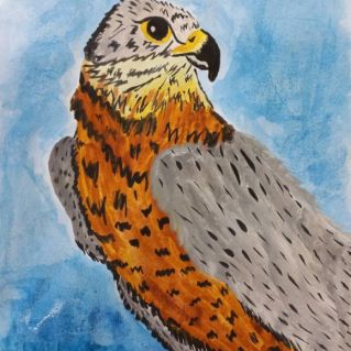 Сокол Кобчик