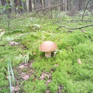 Осеннее вдохновение