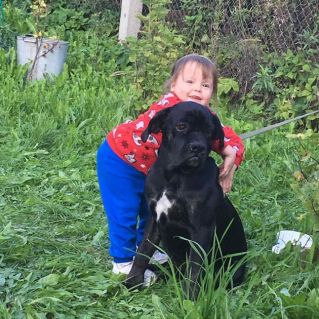 "Преданный друг"