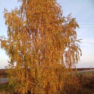 "Золотая листва берёзки"