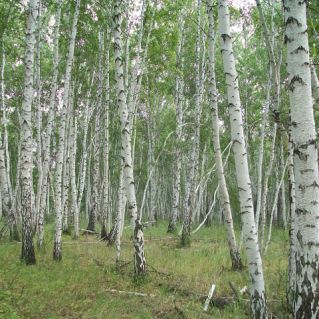 Мой родной берёзовый край