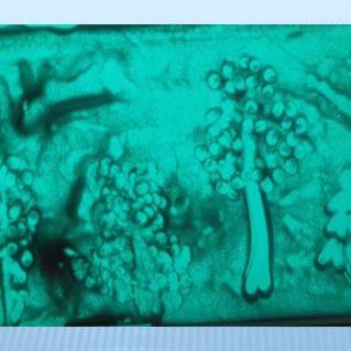 Рисование на песочном столе "Осенний лес"