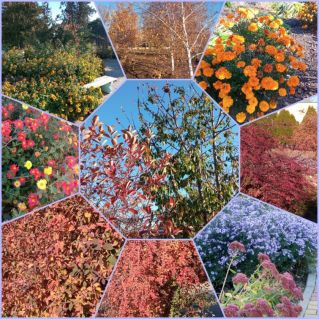 Осенняя палитра цветов