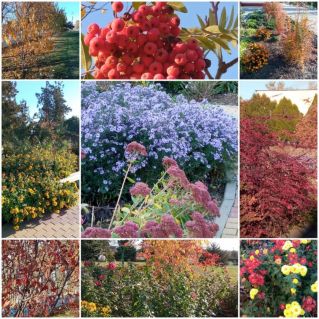 Яркие краски осени