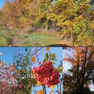 Осенний пейзаж