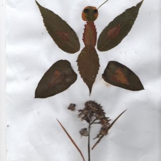 Аппликация "Бабочка"