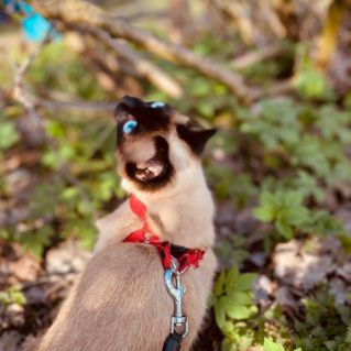 Любопытство