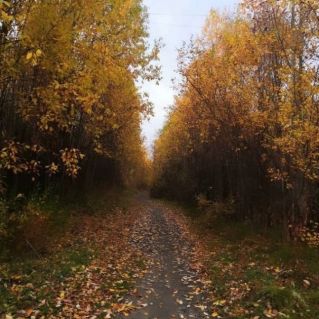 Чудная дорожка.