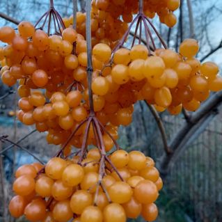 Вот  и калина поспела