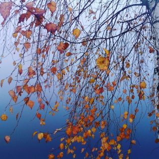 "Туман на речке "