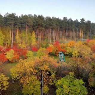 Осенняя сказка