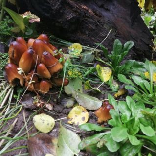 Рыжее семейство