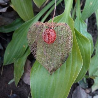 Осеннее сердце