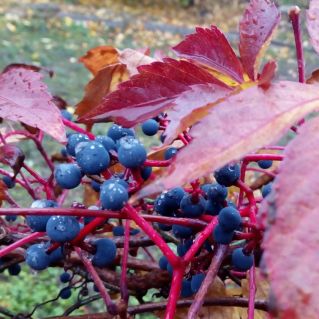 Яркая осень