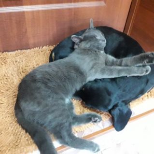 фото "Неразлучные друзья"